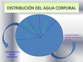 DISTRIBUCIÓN DEL AGUA CORPORAL




                                                                  l cia
                 Líq




                                                              ersti
                       ui
                            do
                                 tra




                                                                  nt
                                       ns




                                                            ido i
                                         ce
                                            lu




                                                        Líqu
                                                 la r

                  Linfa                                                   Compartimiento
                                                                          líquido intracelular
                                                                          LIC 63%




Compartimiento
   líquido
 extracelular
 