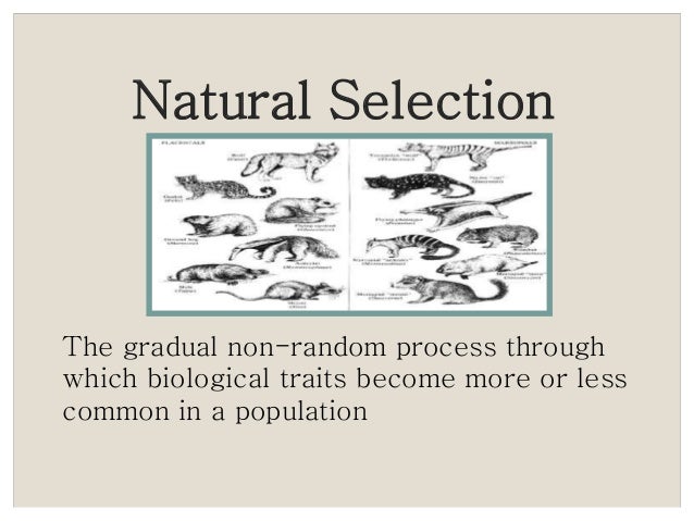 Explain How The Process Of Natural Selection Works Explain How The Process Of Natural Selection Works