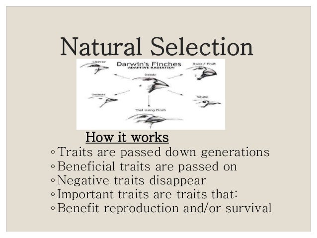 Explain How Evolution By Natural Selection Works Explain How Evolution By Natural Selection Works