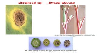 Bhend disease,symptoms,management,disease cycle | PDF
