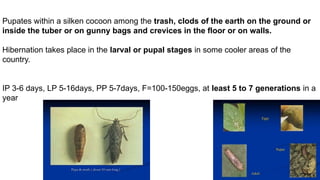 Bhundi Insect Insect pests of Bhendi and potato and their managment | PPTX