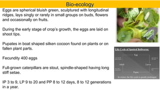 Bhundi Insect Insect pests of Bhendi and potato and their managment | PPTX