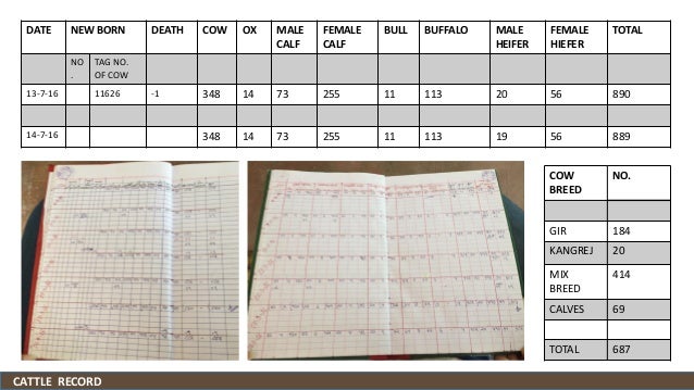 dairy farm project report two cows, dairy farm business