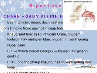 B . p e r t u s s is

C H A Å N Ñ O A Ù N V I S IN H H O Ï :
                                   C
   Beänh phaåm: ñôøm, dòch tieát muõi hoïng,
pheát hoïng trong giai ñoaïn caáp tính
   Khaûo saùt tröïc tieáp: nhuoäm Gram, nhuoäm
    touluidin hay methylen blue, nhuoäm huyønh quang
   Nuoâi caáy:
    BP → thaïch Bordet Gengou → khuaån laïc gioáng
    gioït Hg
   PCR, phöông phaùp khaùng theå huyønh quang tröïc
    tieáp…
 