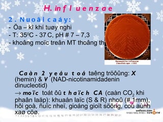 H. in f l u e n z a e
2 . N u o â i c a á y:
- Öa – kî khí tuøy nghi
- T: 350C - 37 C, pH # 7 – 7,3
- khoâng moïc treân MT thoâng thöôøng



   C a à n 2 y e á u t o á taêng tröôûng: X
 (hemin) & V (NAD-nicotinamidadenin
 dinucleotid)
 → mo ï c toát ôû t h a ï c h C A (caàn CO2 khi
 phaân laäp): khuaån laïc (S & R) nhoû (# 1mm),
 hôi goà, ñuïc nheï, gioáng gioït söông, coù aùnh
 xaø cöø.
 