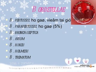 B ordetellae
   B   . pertussis: ho gaø, vieâm tai giöõa
   B   . parapertussis: ho gaø (5%)
   B   . bronchiseptica
   B   . avium
   B   . hinzii
   B   . holmesii
   B   . trematum
 