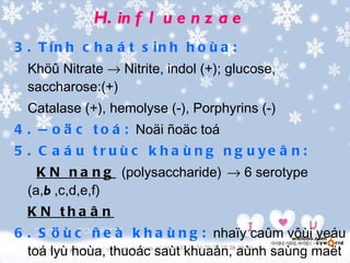 H. in f l u e n z a e
3 . T ín h c h a á t s in h h o ù a :
  Khöû Nitrate → Nitrite, indol (+); glucose,
  saccharose:(+)
  Catalase (+), hemolyse (-), Porphyrins (-)
4 . Ñ o ä c t o á : Noäi ñoäc toá
5 . C a á u tr u ù c k h a ù n g n g u ye â n :
    K N n a n g (polysaccharide) → 6 serotype
  (a,b ,c,d,e,f)
  K N tha â n
6 . S ö ù c ñ e à k h a ù n g : nhaïy caûm vôùi yeáu
  toá lyù hoùa, thuoác saùt khuaån, aùnh saùng maët
 
