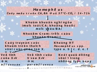 Ha e mo p h il u s
    C a á y ma ã u t r e â n C A , B A  u û 3 7 0 C - C O2 / 2 4 - 7 2 h


                    Khuùm khua å n ng hi ng ôø
                 ( m o ï c t o á t /C A ; k h o â n g h o a ë c
                              m o ï c y e á u /B A )
                  N h u o ä m G r a m : t r ö ïc c a à u
                          k h u a å n G r a m ( -)

    C a á y tr u ye à n c a ù c                 Kha ùng HT
    k h u ù m t r e â n t h a ïc h              Ha e mo p h il u s s p p .
    v ô ù i c a ù c ye á u to á X,              typ e a , b , c , d , e , f
    V , X +V
V e ä t in h           V e ä t in h c u û a        K e á t qua û döông
c u û a X +V           V v a ø X +V                vô ùi 1 tro ng
 H.                    H.                        n h ö õ n g typ e n a ø y
in f l u e n z a e     p a r a in f l u e n z a
                       e
 