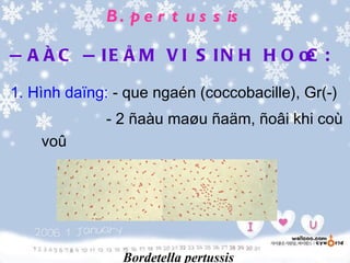 B . p e r t u s s is

Ñ A Ë C Ñ IE Å M V I S IN H H O Ï :
                                C

1. Hình daïng: - que ngaén (coccobacille), Gr(-)
              - 2 ñaàu maøu ñaäm, ñoâi khi coù
    voû
              - khoâng sinh nha baøo




                Bordetella pertussis
 