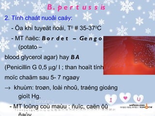 B . p e r t u s s is
2. Tính chaát nuoâi caáy:
  - Öa khí tuyeät ñoái, T0 # 35-370C
  - MT ñaëc: B o r d e t – Ge n g o u
     (potato –
blood glycerol agar) hay B A
(Penicillin G 0,5 µg/ l ; than hoaït tính):
moïc chaäm sau 5- 7 ngaøy
→ khuùm: troøn, loài nhoû, traéng gioáng
   gioït Hg.
  - MT loûng coù maùu : ñuïc, caën ôû
 