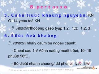 B . p e r t u s s is
5 . C a á u t r u ù c k h a ù n g n g u y e â n : KN
  O. 14 yeáu toá KN
    B . pertussis thöôøng gaëp tyùp 1,2; 1,3; 1,2, 3
6 . S öùc ñe à kha ùng :
  B . pertussis nhaïy caûm ôû ngoaïi caûnh:
    - Cheát sau 1h/ Aùnh naéng maët trôøi; 10- 15
  phuùt/ 560C
    - Bò dieät nhanh choùng/ dd phenol, lysol 3%
 