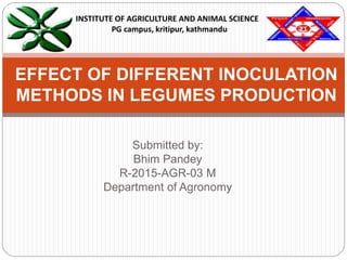 Submitted by:
Bhim Pandey
R-2015-AGR-03 M
Department of Agronomy
EFFECT OF DIFFERENT INOCULATION
METHODS IN LEGUMES PRODUCTION
INSTITUTE OF AGRICULTURE AND ANIMAL SCIENCE
PG campus, kritipur, kathmandu
 