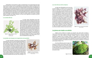 30 31
	 Asignándolas al reino Protista, las algas se transformarían en los representantes de mayor
tamaño de este grupo. En efecto, la longitud de las algas puede ir de algunos milímetros hasta
varios metros. A simple vista se pueden distinguir tres grupos dentro de las macroalgas por su
coloración: las verdes, las pardas y las rojas. O, científicamente, las Chlorophyta, las Phaeophyceae
y las Rhodophyta. Es importante destacar que el color es una característica fácil de reconocer, pero
débil para identificar estos grupos, debido a que algunas especies pueden sufrir variaciones en él
por causas ambientales, entre otras. Los colores de las algas obedecen a la presencia de clorofila
y otros pigmentos que, dependiendo de las cantidades de unos u otros, generan las variaciones
antes mencionadas. Las partes básicas de un alga son: el filoide (similar a una hoja), el cauloide
(similar a un tallo) y los rizoides (similares a una raíz). Estos organismos no poseen raíz, tallo y
hojas verdaderas (ver figura 17.2).
Las verdes del mar
	 Las algas verdes (Chlorophyta) están distri-
buidas por todo el planeta, desde el mar hasta la tie-
rra, pero la mayoría de las macroalgas de este grupo
se encuentran en el mar. Entre sus características po-
demos mencionar que son de color verde, debido a
que la clorofila (de la cual poseen clorofila a y b) no
está oculta por otros pigmentos, ya que los pigmen-
tos accesorios están presentes, pero en menor canti-
dad. Otras características son que poseen celulosa, y
la organización de sus células presenta relativa sim-
plicidad. Podemos conseguirlas como filamentos o
como láminas, entre otras formas. Su principal sus-
tancia de reserva es el almidón. Es importante recor-
dar que una sustancia de reserva es una molécula
que almacena energía, la cual luego puede ser usa-
da en el metabolismo (ver figura 17.3).
Figura 17.3. Alga verde llamada Ulva o
lechuga de mar.
Foto: Juan Linares.
Las pardas son el grupo con organismos más grandes
	 La mayor diversidad y desarrollo de las algas pardas
(Phaeophyceae) se da en las zonas templadas del planeta. Al-
gunas pueden medir más de cien metros de largo y formar
zonas parecidas a bosques submarinos. Pero también exis-
ten varias especies propias de los trópicos de menor tama-
ño. En nuestro país estas algas se encuentran sólo en el mar.
Poseen clorofila a y c, pero estos pigmentos quedan ocultos
ante un pigmento secundario llamado fucoxantina que les
da el color pardo característico. Su sustancia de reserva es la
laminarina. Poseen una organización celular más compleja
que las verdes. Podemos conseguirlas como filamentos, lá-
minas, cuerpos cilíndricos, entre otras formas. Son una fuen-
te de alimento importante en los océanos, y también crean
ambientes favorables para otros seres vivos (ver figura 17.4).
Figura 17.4. Alga parda llamada
Dictyota, especie común en Venezuela.
Foto: Juan Linares.
Las más diversas de los trópicos
	 Las algas rojas (Rhodophyta) son las más diver-
sas de los trópicos. La mayoría vive en el mar, donde
algunas se distribuyen en las zonas superficiales cer-
canas a la costa, pero una parte del grupo se encuen-
tra en las profundidades marinas. En esos niveles ellas
son las especialistas en atrapar la poca luz que llega
gracias a dos pigmentos: la ficoeritrina (de color rojo)
y la ficocianina (de color azul), que ocultan la clorofi-
la presente, la cual parece ser a y d (algunos autores
consideran que sólo poseen clorofila a). Su sustancia
de reserva es el almidón de florídeas. (ver figura 17.5).
De este grupo se extraen sustancias como el agar y el
carragenano, de importancia comercial pues son sus-
tancias que se utilizan como estabilizantes y espesan-
tes en: quesos, bebidas de chocolate, helados, mayo-
nesas, laxantes, cosméticos, entre otros productos. A
las algas rojas podemos conseguirlas como filamen-
tos, láminas, también cilíndricas, entre otras formas. Figura 17.5. Alga roja llamada Pterocladiella.
Foto: Juan Linares.
Lasplantasmássimplesconembrión
	 ¿Alguna vez has notado en un bosque una pequeña capa verde sobre los árboles o
rocas? ¿O has observado en algunos estados de Venezuela que, entre los meses de noviembre
y diciembre, en las calles venden los llamados "musgos"? Existen un conjunto variado de
organismos vegetales que son bastante simples en comparación con las grandes plantas
terrestres, pero, a su vez, poseen características que los adaptan a la vida en la tierra y los hacen
un poco más evolucionados que las algas, a esos individuos se les llama en general "briofitos" y en
la actualidad las botánicas y los botánicos los dividen en tres grupos: las hepáticas, los antoceros
y los musgos (ver figura 17.6).
	 Una de las diferencias entre las algas (reino
Protista) y las plantas (reino Plantae, que incluye a
los briofitos) es la presencia de un embrión, protegi-
do por la planta madre. En las algas, por lo general,
el cigoto formado por la unión del gameto mascu-
lino y el femenino se desarrolla en el exterior, fuera
de la planta madre.
Figura 17.6. Briofito.
 