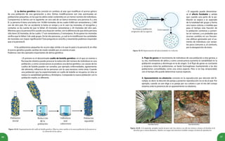 6766
	 2. La deriva genética: ésta consiste en cambios al azar que modifican el acervo génico
de una población de una generación a otra. Dichas modificaciones son más acentuadas en
poblaciones pequeñas, en las que los alelos están contenidos en un menor número de individuos.
Comparemos la deriva con lo siguiente: en una sala de un banco tenemos una persona A y una
B. La persona A tiene una bolsa con 10.000 monedas, de las cuales 9.000 son venezolanas y 1.000
son de otro país. Por un accidente la bolsa se rompe y se le caen las monedas, al recogerlas y
contarlas se da cuenta de que le faltan 20 monedas venezolanas y 20 monedas del otro país.
Mientras que a la persona B le sucede una situación similar, con la diferencia de que dicha persona
sólo tiene 20 monedas, de las cuales 17 son venezolanas y 3 extranjeras. Al recuperar las monedas
verifica que le faltan 3 de cada grupo. De las dos personas, ¿a cuál se le modificaron las cantidades
de monedas con mayor significación? Esta pregunta es sencilla y claramente podemos responder
que a la persona B.
	 A las poblaciones pequeñas les ocurre algo similar a lo que le pasó a la persona B, en ellas
el acervo genético puede cambiar de modo notable por un evento al azar.
Podemos citar dos ejemplos importantes de deriva genética:
• El primero es el denominado cuello de botella genético, en el que un evento o
fluctuación drástica puede provocar la reducción del número de individuos en una
población, y como consecuencia se produce una deriva genética. Las causas de los
cuellos de botella pueden ser variados, por ejemplo: enfermedades, agotamiento
del alimento, influencia de las personas con la caza excesiva, entre otras. Cuando
una población que ha experimentado un cuello de botella se recupera, en ésta se
reduce la variabilidad genética y fenotípica. Comparada la nueva población con la
población madre, es diferente.
Figura 18.18. Esquematización del cuello de botella genético. Observa cómo cambia en la nueva población la frecuencia en
la coloración de las esferas.
• El segundo puede denominar-
se el efecto fundador y señala
que cuando una parte de la po-
blación se separa o es separada
de la totalidad del grupo y forma
una nueva colonia, a medida que
pasa el tiempo esta fracción de
la población comienza a aumen-
tar en número, y es probable que
ocurran cambios en sus frecuen-
cias alélicas generados por el au-
mento de individuos con varian-
tes poco comunes o, al contrario,
por la desaparición de éstos.
3. Flujo de genes: el movimiento de individuos de una población a otra genera, a
su vez, movimiento de alelos y como consecuencia aumenta la variabilidad en la
población receptora y disminuye en la de origen. Si el flujo de genes es constante
y recíproco entre las poblaciones, se harán homogéneas manteniendo a las dos
poblaciones consolidadas como una única especie. Pero si no hay reciprocidad,
con el tiempo ello puede determinar nuevas especies.
4. Apareamiento no aleatorio: consiste en la reproducción por elección del fe-
notipo, es decir, la elección de pareja y posterior reproducción no se da al azar. Por
ejemplo, cuando un ave elige a su pareja por sus colores o por el rito del cortejo
estamos ante la presencia de un apareamiento no aleatorio.
Figura 18.20. A la izquierda, ejemplar macho de pavo real. Sus colores y su cola son vistosos y atraen a la hembra (a la
derecha) que es menos llamativa. Machos con rasgos más atractivos tendrán ventaja a la hora de reproducirse.
Figura 18.19. Representación del efecto fundador en evolución.
 
