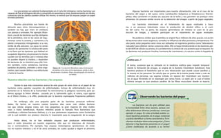 1514
	 Los procariotas son además fundamentales en el ciclo del nitrógeno: ciertas bacterias son
capaces de fijar el nitrógeno del aire y convertirlo en amoníaco y otras, posteriormente, en nitrato,
sustancias que las plantas pueden utilizar. Así mismo, se estima que las arqueas juegan un papel
en estos procesos.
Figura 16.7. La bacteria Rhizobium induce la formación
de nódulos en las raíces de las leguminosas, donde se ubica
beneficiando a la planta. Abajo, microfotografía del interior de
un nódulo.
	 Muchos procariotas son fuente de
alimento para otros microorganismos; y
también los hay que viven en simbiosis
con plantas o animales. Por ejemplo Rhizo-
bium, una de las bacterias que fija nitrógeno
de la atmósfera, vive en las raíces de legu-
minosas como la caraota, y suministra a la
planta compuestos nitrogenados; a su vez,
recibe de ella azúcares. Las vacas no serían
capaces de aprovechar la celulosa del pasto
si no fuera por las bacterias que habitan en
su aparato digestivo y la procesan; lo mismo
sucede con las termitas: por sí mismas ellas
no pueden digerir la madera, y dependen
de bacterias de su intestino para ello. Exis-
ten también, como señalamos, bacterias
parásitas de plantas, animales y otros orga-
nismos, que causan daños a sus estructuras
y hasta la muerte.
Nuestra relación con las bacterias y las arqueas
	 Quizás lo que más conocemos acerca de este grupo de seres vivos es el papel de las
bacterias como agentes causantes de enfermedades, incluso de enfermedades muy im-
portantes en la historia de la humanidad. Ya mencionamos la peligrosa neumonía, pero po-
demos agregar la fiebre tifoidea, causada por la Salmonella typhi, el cólera, cuyo agente
es el Vibrio cholera, y la sífilis, producida por la bacteria espiroqueta Treponema pallidum.
	 Sin embargo, sólo una pequeña parte de las bacterias provocan enferme-
dades. De hecho, en nuestro cuerpo tenemos diez veces más células bacteria-
nas que células propias (claro, son más pequeñas), la gran mayoría de ellas inofen-
sivas o hasta beneficiosas. Nuestro intestino posee la llamada flora bacteriana que
contribuye a eliminar bacterias dañinas, y a la que pertenecen organismos como Escherichia
coli la cual también nos produce vitamina K, importante para la coagulación de la sangre.
	 Hasta ahora, no se han señalado arqueas que produzcan enfermedades,
pero sí están presentes en nuestro organismo, sólo que en relaciones de mutualis-
mo o comensalismo. Por ejemplo, hay arqueas metanógenas (productoras de meta-
no) en nuestro intestino y en el de otros animales, las cuales ayudan a digerir el alimento.
	 Algunas bacterias son importantes para nuestra alimentación, éste es el caso de las
bacterias del yogur y del queso como Lactobacillus bulgaricus y Streptococcus thermo-
philus: ellas convierten en ácidos los azúcares de la leche y nos permiten así producir estos
alimentos. Un proceso similar ocurre en la obtención del vinagre a partir de jugos vegetales.
¿Sabías que...?
El botox, sustancia que es utilizada en la medicina estética para impedir temporal-
mente la formación de arrugas, se origina de la bacteria Clostridium botulinum. Esta
bacteria produce el botulismo que es una intoxicación que puede causar parálisis y
la muerte en las personas. Se calcula que un gramo de la toxina puede matar a más de
millones de personas. Las esporas (células en reposo) del Clostridium son resisten-
tes al agua hirviendo así se expongan por varias horas. La razón por la cual el botox
elimina arrugas es que produce parálisis de las fibras musculares donde se inyecta.
Observando las bacterias del yogur
	 Las bacterias son de gran utilidad para
la humanidad. Entre otras razones, porque con
ellas elaboramos diversos productos, como por
ejemplo el yogur. En esta actividad podrás co-
nocer bacterias presentes en el yogur comercial
y podrás identificar su forma característica.Te in-
vitamos a trabajar sobre estas preguntas: ¿Cómo
detectar si hay bacterias presentes en el yogur?
¿Cómo clasificarlas de acuerdo a su forma?
	 Las bacterias intervienen en el tratamiento de aguas residuales y basu-
ras, y en procesos industriales como la producción de alcohol etílico o el curti-
do del cuero. Por su parte, las arqueas generadoras de metano se usan en la pro-
ducción de biogás, y también participan en el tratamiento de aguas residuales.
	 No podemos olvidar que el petróleo se originó hace millones de años gracias a la acción
de bacterias sobre restos orgánicos, sumada a la influencia de altas presiones y temperaturas. Por
otra parte, estos pequeños seres vivos son utilizados en ingeniería genética como “laboratorios
naturales”para obtener ciertas sustancias útiles. Ello se logra introduciendo en las bacterias par-
te del ADN de células eucariotas, el cual determina la síntesis de una proteína que se requiere. Así
las bacterias nos producen insulina, hormona del crecimiento y la vacuna contra la hepatitis B.
 