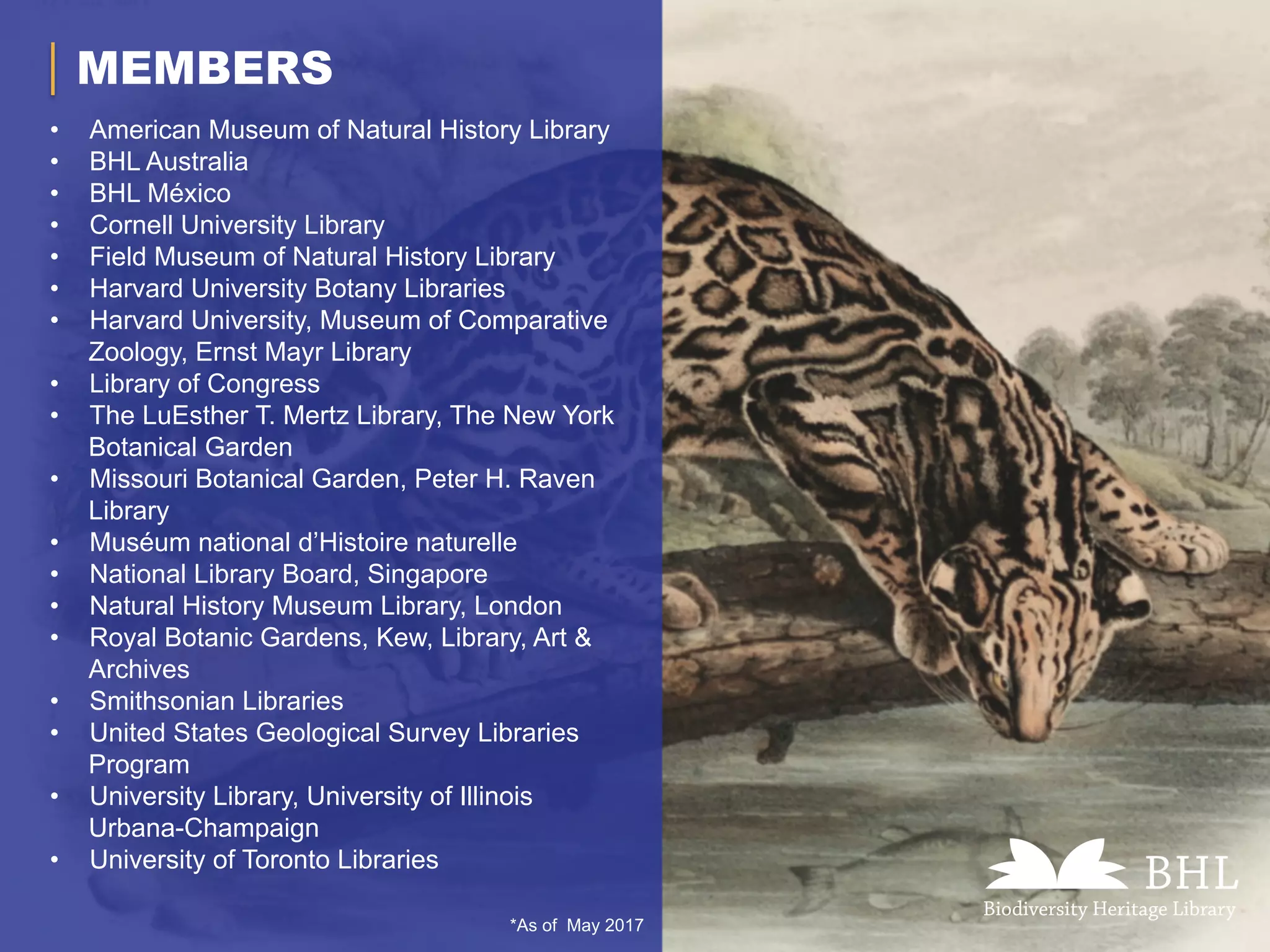 *As of May 2017
MEMBERS
•  American Museum of Natural History Library
•  BHL Australia
•  BHL México
•  Cornell University Library
•  Field Museum of Natural History Library
•  Harvard University Botany Libraries
•  Harvard University, Museum of Comparative
Zoology, Ernst Mayr Library
•  Library of Congress
•  The LuEsther T. Mertz Library, The New York
Botanical Garden
•  Missouri Botanical Garden, Peter H. Raven
Library
•  Muséum national d’Histoire naturelle
•  National Library Board, Singapore
•  Natural History Museum Library, London
•  Royal Botanic Gardens, Kew, Library, Art &
Archives
•  Smithsonian Libraries
•  United States Geological Survey Libraries
Program
•  University Library, University of Illinois
Urbana-Champaign
•  University of Toronto Libraries
 