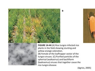 FIGURE 14-44 (A) Rice tungro-infected rice
plants in the field showing stunting and
yellow-orange coloration.
(B) Female of the leafhopper vector of the
tungro viruses. (C) Purified particles of the
spherical (waikavirus) and bacilliform
(badnavirus) viruses that together cause the
rice tungro disease.
C
A B
(Agrios, 2005)
 