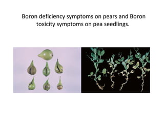Boron deficiency symptoms on pears and Boron
toxicity symptoms on pea seedlings.
 