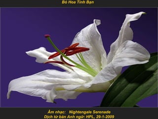 Âm nhạc:  Nightengale Serenade Dịch từ bản Anh ngữ: HPL, 29-1-2009 Bó Hoa Tình Bạn 