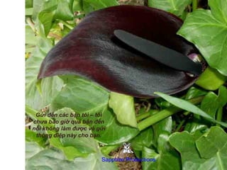 Gửi đến các bạn tôi – tôi
chưa bao giờ quá bận đến
nỗi không làm được và gửi
 thông điệp này cho bạn.



                        Sapphire Productions
 