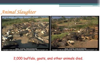 Animal Slaughter
2,000 buffalo, goats, and other animals died.
 