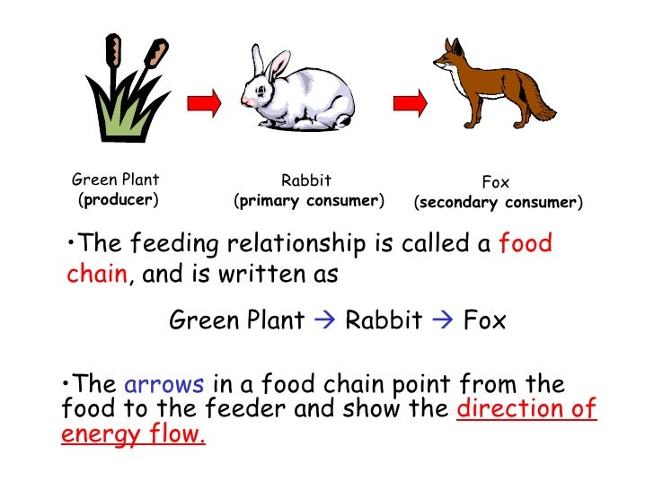 b how it works how the food chain works