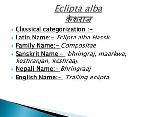 







Classical categorization :Latin Name:- Eclipta alba Hassk.
Family Name:- Compositae
Sanskrit Name:- bhringraj, maarkwa,

keshranjan, keshraaj.
Nepali Name:- Bhringraaj
English Name:- Trailing eclipta

 