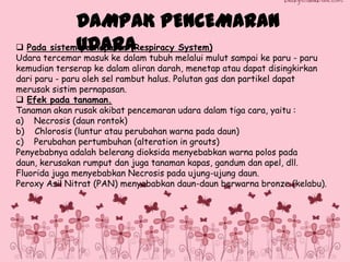 DAMPAK PENCEMARAN
 Pada sistemUDARA
pernapasan (Respiracy System)

Udara tercemar masuk ke dalam tubuh melalui mulut sampai ke paru - paru
kemudian terserap ke dalam aliran darah, menetap atau dapat disingkirkan
dari paru - paru oleh sel rambut halus. Polutan gas dan partikel dapat
merusak sistim pernapasan.
 Efek pada tanaman.
Tanaman akan rusak akibat pencemaran udara dalam tiga cara, yaitu :
a) Necrosis (daun rontok)
b) Chlorosis (luntur atau perubahan warna pada daun)
c) Perubahan pertumbuhan (alteration in grouts)
Penyebabnya adalah belerang dioksida menyebabkan warna polos pada
daun, kerusakan rumput dan juga tanaman kapas, gandum dan apel, dll.
Fluorida juga menyebabkan Necrosis pada ujung-ujung daun.
Peroxy Asil Nitrat (PAN) menyebabkan daun-daun berwarna bronze (kelabu).

 
