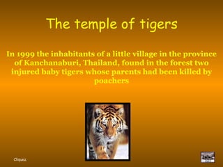 Wat Pha Luang Ta Bua   The temple of tigers In 1999 the inhabitants of a little village in the province of Kanchanaburi, Thailand, found in the forest two injured baby tigers whose parents had been killed by poachers Cliquez. 