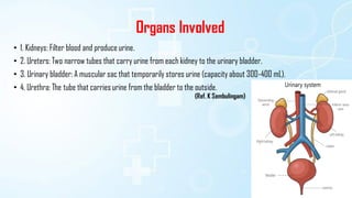 • 1. Kidneys: Filter blood and produce urine.
• 2. Ureters: Two narrow tubes that carry urine from each kidney to the urinary bladder.
• 3. Urinary bladder: A muscular sac that temporarily stores urine (capacity about 300-400 mL).
• 4. Urethra: The tube that carries urine from the bladder to the outside.
Organs Involved
(Ref. K Sembulingam)
 