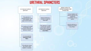 URETHRAL SPHINCTERS
(1.) Internal Urethral
Sphincter-
This sphincter is
situated between neck
of the bladder and
upper end of urethra.
It is made up of smooth
muscle fibers and
formed by thickening of
detrusor muscle.
It is innervated by
autonomic nerve
fibers.
This sphincter closes
the urethra when
bladder is emptied.
(2.) External Urethral
Sphincter-
External sphincter is
located in urogenital
diaphragm.
This sphincter is made
up of circular skeletal
muscle fibers which are
innervated by somatic
nerve fibers.
NERVE SUPPLY TO
URINARY BLADDER AND
SPHINCTERS
Urinary bladder and
internal sphincter are
supplied by
sympathetic nervous
system.
External sphincter is
supplied by somatic
nerve fibers
 