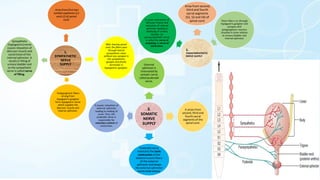 2.
PARASYMPATHETIC
NERVE SUPPLY
Arise from second,
third and fourth
sacral segments
(S2, S3 and S4) of
spinal cord. These fibers run through
hypogastric ganglion and
synapse with
postganglionic neurons
situated in close relation
to urinary bladder and
internal sphincter
It cause contraction of
detrusor muscle and
relaxation of internal
sphincter leading to
emptying of urinary
bladder. So
parasympathetic nerve
is called the nerve of
emptying or nerve of
micturition.
1.
SYMPATHETIC
NERVE
SUPPLY
Arise from first two
lumbarsegments (L1
and L2) of spinal
cord.
After leaving spinal
cord, the fibers pass
through lateral
sympathetic chain
without any synapse in
the sympathetic
ganglia and finally
terminate in
hypogastric ganglion.
Postganglionic fibers
arising from
hypogastric ganglion
form hypogastric nerve
which supplies the
detrusor muscle and
internal sphincter.
Sympathetic
(hypogastric)nerve
causes relaxation of
detrusor muscle and
constrictionof the
internal sphincter. It
results in filling of
urinary bladder and
so the sympathetic
nerve is called nerve
of filling.
3.
SOMATIC
NERVE
SUPPLY
External
sphincter is
innervated by
somatic nerve
called pudendal
nerve.
It arises from
second, third and
fourth sacral
segments of the
spinal cord.
Pudendal nerve
maintains the tonic
contraction of the
skeletal muscle fibers
of the external
sphincter and keeps
the external sphincter
constricted always.
It causes relaxation of
external sphincter
leading to voiding of
urine. Thus, the
pudendal nerve is
responsible for
voluntary control of
micturition.
 