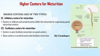 Higher Centers for Micturition
Higher centers are of two types:
(1). Inhibitory centers for micturition-
• Centers in midbrain and cerebral cortex inhibit the micturition by suppressing spinal
micturition centers.
(2). Facilitatory centers for micturition-
• Centers in pons facilitate micturition via spinal centers.
• Some centers in cerebral cortex also facilitate micturition. (Ref. K Sembulingam)
(From ROSS AND WILSON ANATOMY AND PHYSIOLOGY)
 