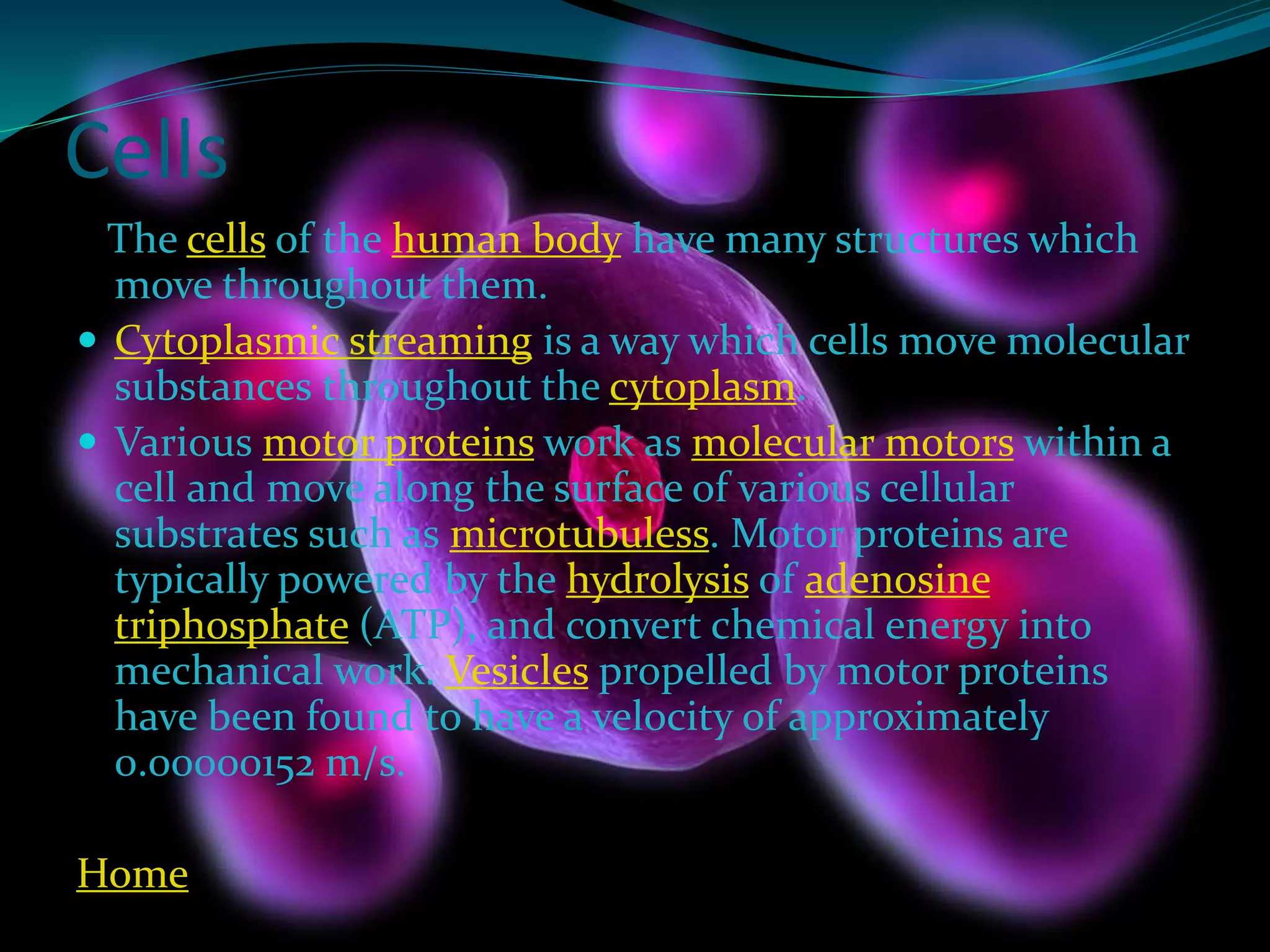 Cells
The cells of the human body have many structures which
move throughout them.
 Cytoplasmic streaming is a way which cells move molecular
substances throughout the cytoplasm.
 Various motor proteins work as molecular motors within a
cell and move along the surface of various cellular
substrates such as microtubuless. Motor proteins are
typically powered by the hydrolysis of adenosine
triphosphate (ATP), and convert chemical energy into
mechanical work. Vesicles propelled by motor proteins
have been found to have a velocity of approximately
0.00000152 m/s.
Home
 