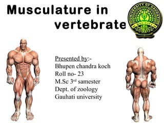 Musculature in
vertebrates
Presented by:-
Bhupen chandra koch
Roll no- 23
M.Sc 3rd
samester
Dept. of zoology
Gauhati university
 