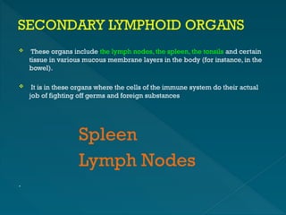 Secondary Lymphoid Organs -Immunotechnology | PPTX