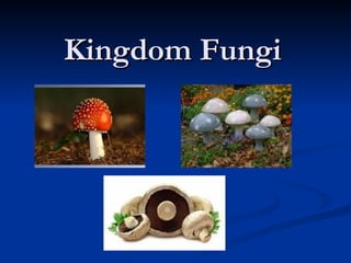 Kingdom Fungi 