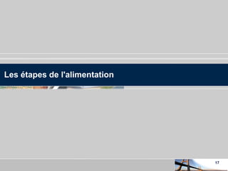 Les étapes de l'alimentation 