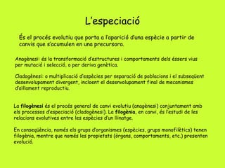 L’especiació
És el procés evolutiu que porta a l’aparició d’una espècie a partir de
canvis que s’acumulen en una precursora.
Anagènesi: és la transformació d’estructures i comportaments dels éssers vius
per mutació i selecció, o per deriva genètica.
Cladogènesi: o multiplicació d’espècies per separació de poblacions i el subseqüent
desenvolupament divergent, incloent el desenvolupament final de mecanismes
d’aïllament reproductiu.
La filogènesi és el procés general de canvi evolutiu (anagènesi) conjuntament amb
els processos d’especiació (cladogènesi). La filogènia, en canvi, és l’estudi de les
relacions evolutives entre les espècies d’un llinatge.
En conseqüència, només els grups d’organismes (espècies, grups monofilètics) tenen
filogènia, mentre que només les propietats (òrgans, comportaments, etc.) presenten
evolució.
 