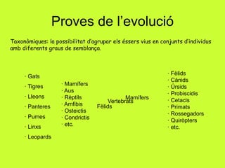 Proves de l’evolució
Taxonòmiques: la possibilitat d’agrupar els éssers vius en conjunts d’individus
amb diferents graus de semblança.
· Gats
· Tigres
· Lleons
· Panteres
· Pumes
· Linxs
· Leopards
Fèlids
· Fèlids
· Cànids
· Úrsids
· Probiscidis
· Cetacis
· Primats
· Rossegadors
· Quiròpters
· etc.
Mamífers
· Mamífers
· Aus
· Rèptils
· Amfibis
· Osteictis
· Condrictis
· etc.
Vertebrats
 