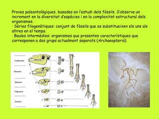 Proves paleontològiques, basades en l’estudi dels fòssils. S’observa un
increment en la diversitat d’espècies i en la complexitat estructural dels
organismes.
· Sèries filogenètiques: conjunt de fòssils que es substitueixen els uns als
altres en el temps.
· Baules intermèdies: organismes que presenten característiques que
corresponen a dos grups actualment separats (Archaeopteris).
 