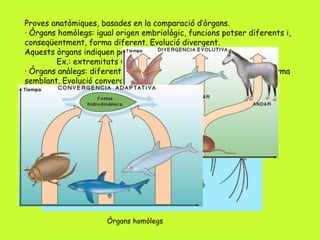 Proves anatòmiques, basades en la comparació d’òrgans.
· Òrgans homòlegs: igual origen embriològic, funcions potser diferents i,
conseqüentment, forma diferent. Evolució divergent.
Aquests òrgans indiquen parentiu degut a avantpassats comuns.
Ex.: extremitats vertebrats.
· Òrgans anàlegs: diferent origen però mateixa funció i, per tant, forma
semblant. Evolució convergent.
Ex.: ales d’au i d’insecte.
· Òrgans vestigials: apèndix, queixals del seny, pèl al pit i a l’esquena.
Òrgans homòlegs
 