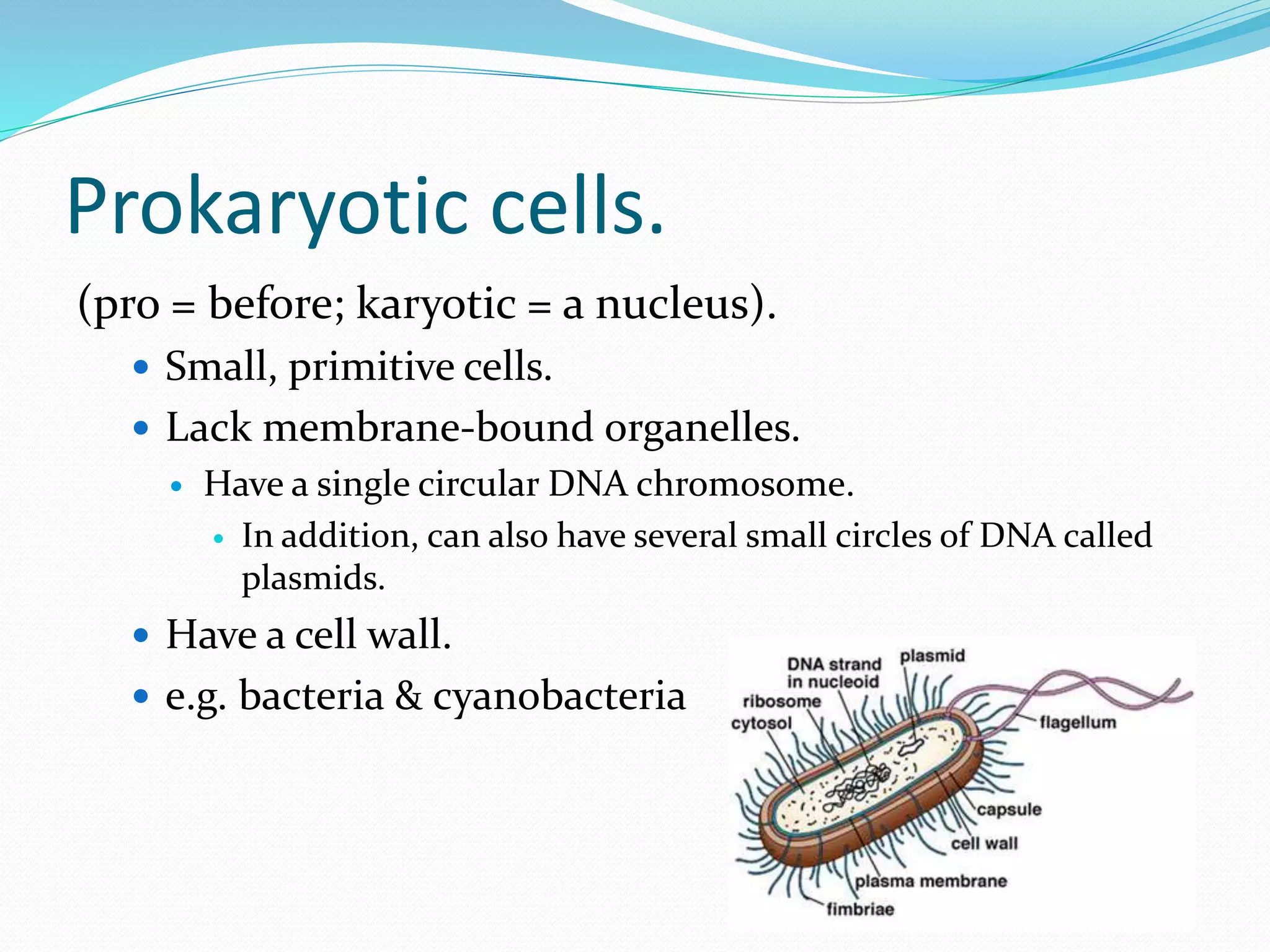 Prokaryotic cells.
(pro = before; karyotic = a nucleus).
 Small, primitive cells.
 Lack membrane-bound organelles.
 Have a single circular DNA chromosome.
 In addition, can also have several small circles of DNA called
plasmids.
 Have a cell wall.
 e.g. bacteria & cyanobacteria
 