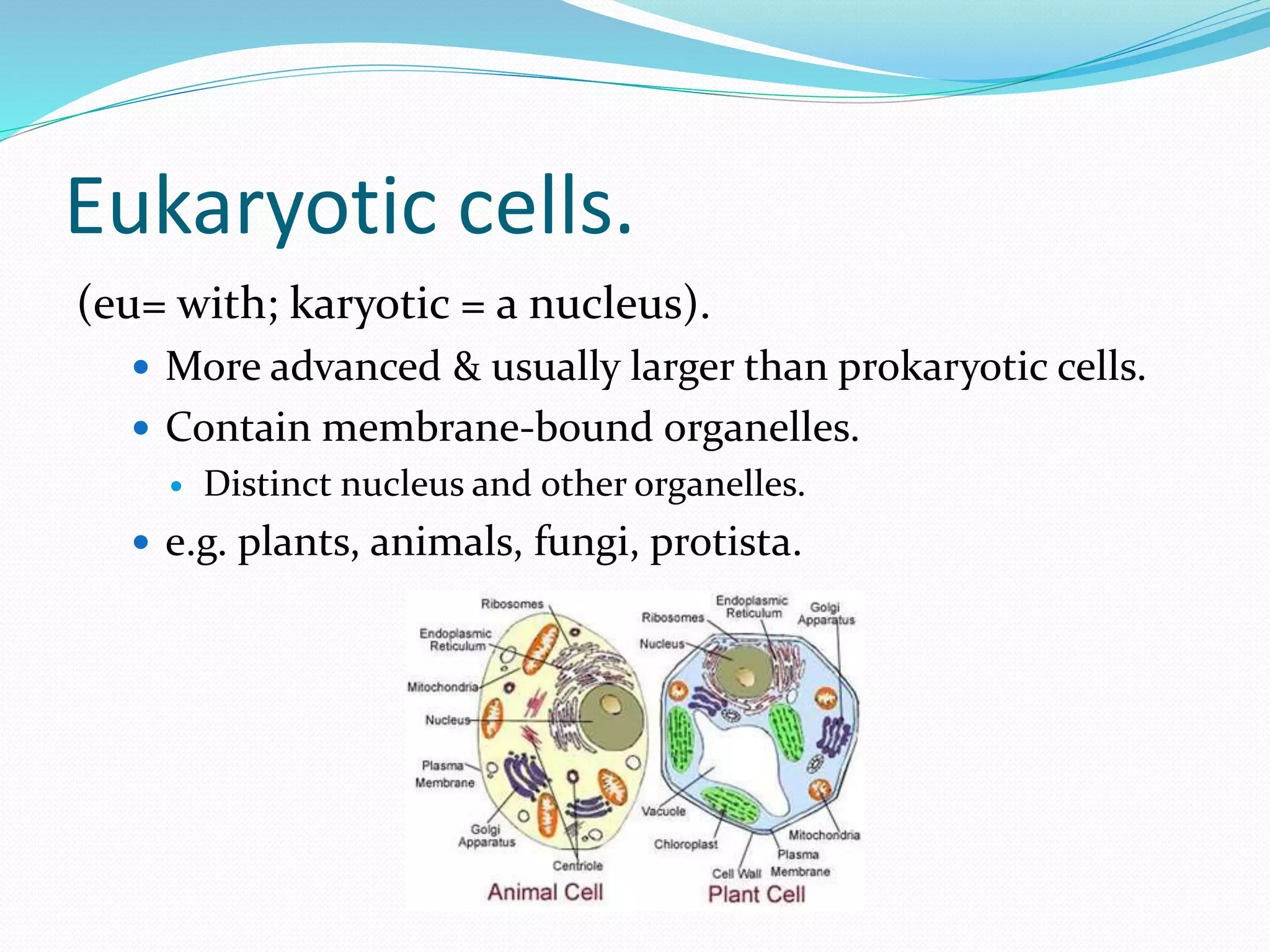 Eukaryotic cells.
(eu= with; karyotic = a nucleus).
 More advanced & usually larger than prokaryotic cells.
 Contain membrane-bound organelles.
 Distinct nucleus and other organelles.
 e.g. plants, animals, fungi, protista.
 