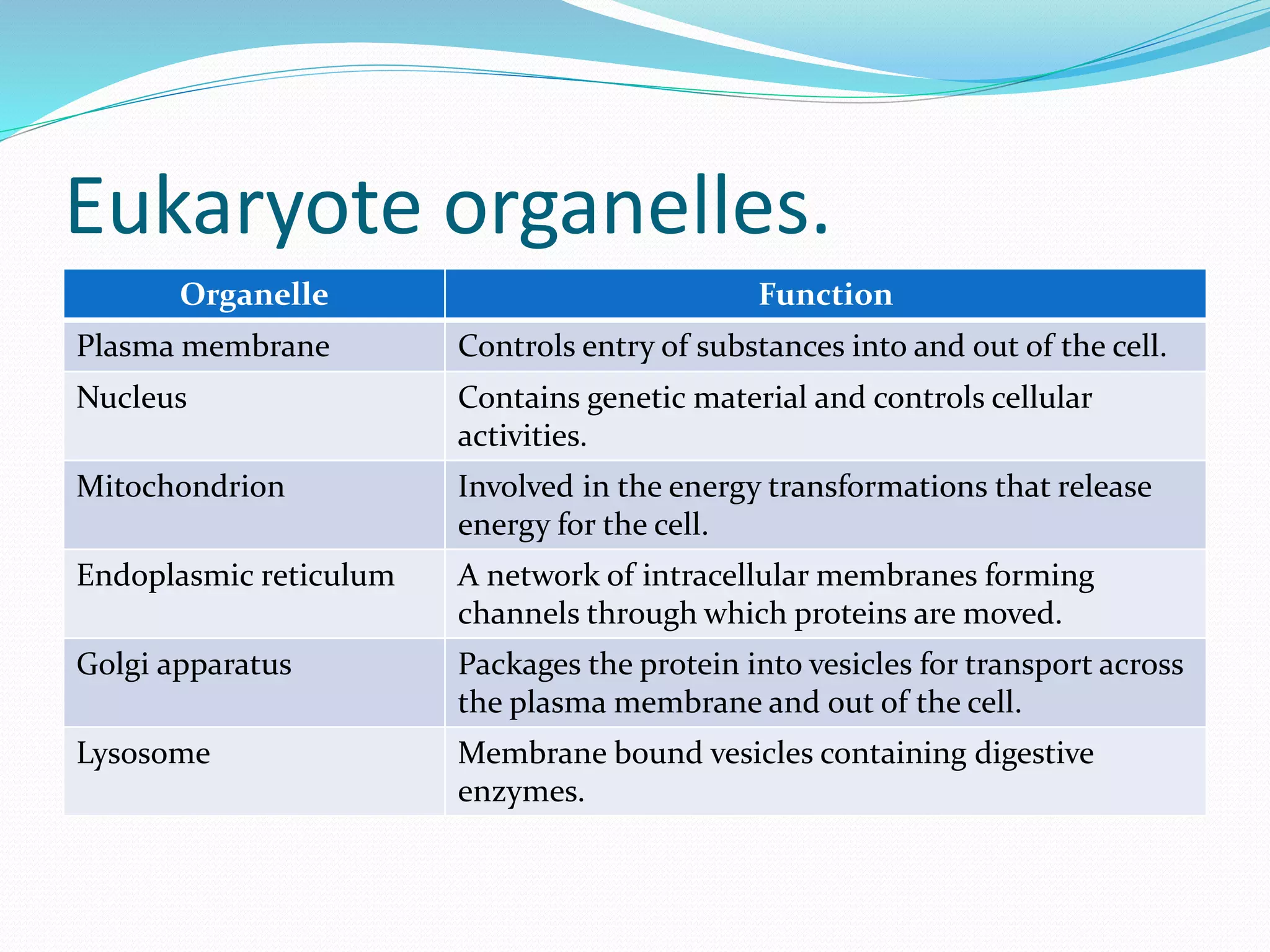 Eukaryote organelles.
Organelle Function
Plasma membrane Controls entry of substances into and out of the cell.
Nucleus Contains genetic material and controls cellular
activities.
Mitochondrion Involved in the energy transformations that release
energy for the cell.
Endoplasmic reticulum A network of intracellular membranes forming
channels through which proteins are moved.
Golgi apparatus Packages the protein into vesicles for transport across
the plasma membrane and out of the cell.
Lysosome Membrane bound vesicles containing digestive
enzymes.
 