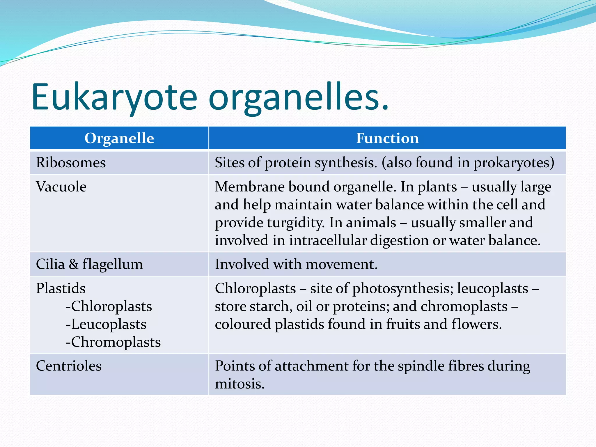 Eukaryote organelles.
Organelle Function
Ribosomes Sites of protein synthesis. (also found in prokaryotes)
Vacuole Membrane bound organelle. In plants – usually large
and help maintain water balance within the cell and
provide turgidity. In animals – usually smaller and
involved in intracellular digestion or water balance.
Cilia & flagellum Involved with movement.
Plastids
-Chloroplasts
-Leucoplasts
-Chromoplasts
Chloroplasts – site of photosynthesis; leucoplasts –
store starch, oil or proteins; and chromoplasts –
coloured plastids found in fruits and flowers.
Centrioles Points of attachment for the spindle fibres during
mitosis.
 