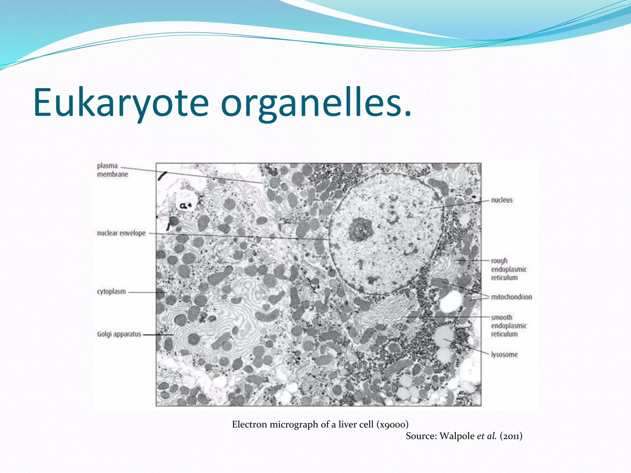 Eukaryote organelles.
Electron micrograph of a liver cell (x9000)
Source: Walpole et al. (2011)
 