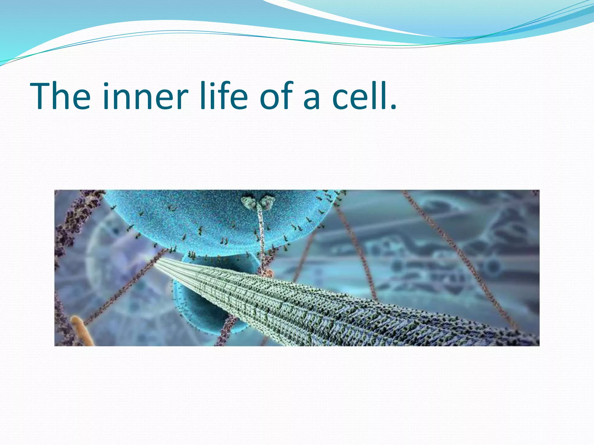 The inner life of a cell.
 