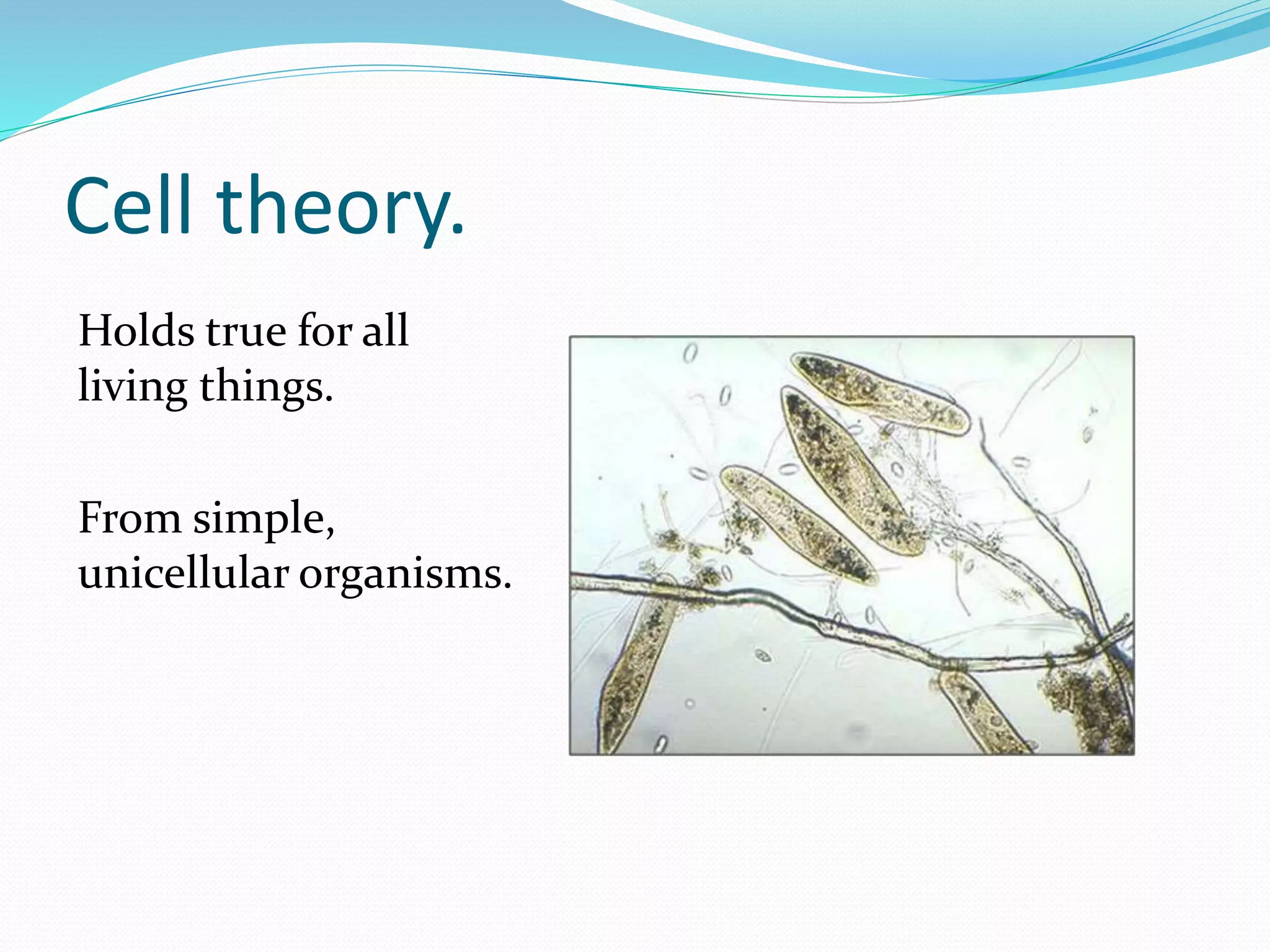 Holds true for all
living things.
From simple,
unicellular organisms.
Cell theory.
 