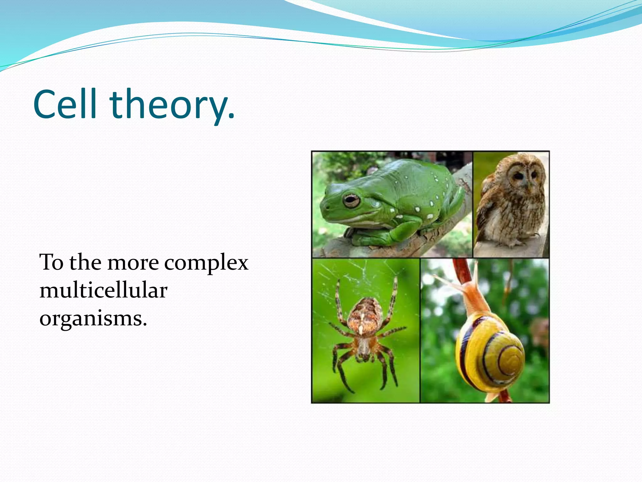 To the more complex
multicellular
organisms.
Cell theory.
 